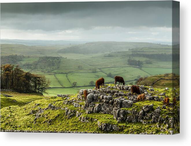 Animals Canvas Print featuring the photograph Cattle in the Yorkshire Dales by Sue Leonard