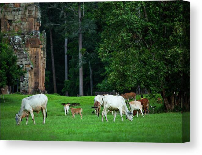 Scenics Canvas Print featuring the photograph Cattle On The Grass by Greenlin