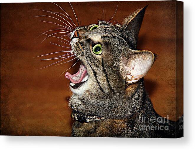 Cat Canvas Print featuring the photograph Caught in the act by Jolanta Anna Karolska