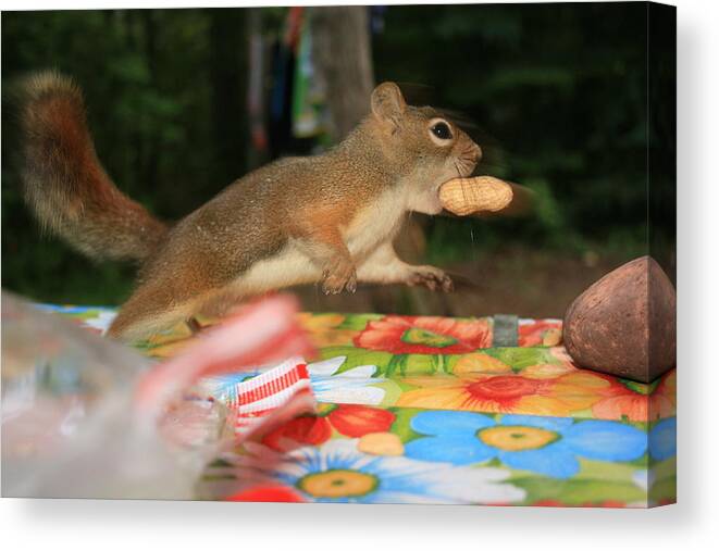 Squirrel Canvas Print featuring the photograph Caught in the Act by Paula Brown