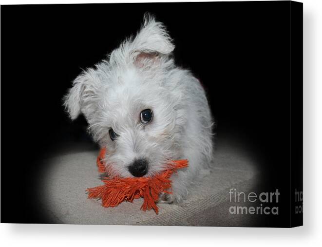 Puppy Canvas Print featuring the photograph Caught in the Act by Terri Waters