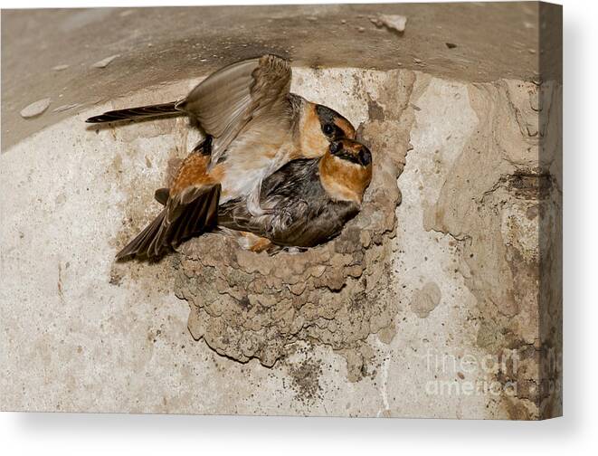 Cave Swallow Canvas Print featuring the photograph Cave Swallows by Anthony Mercieca