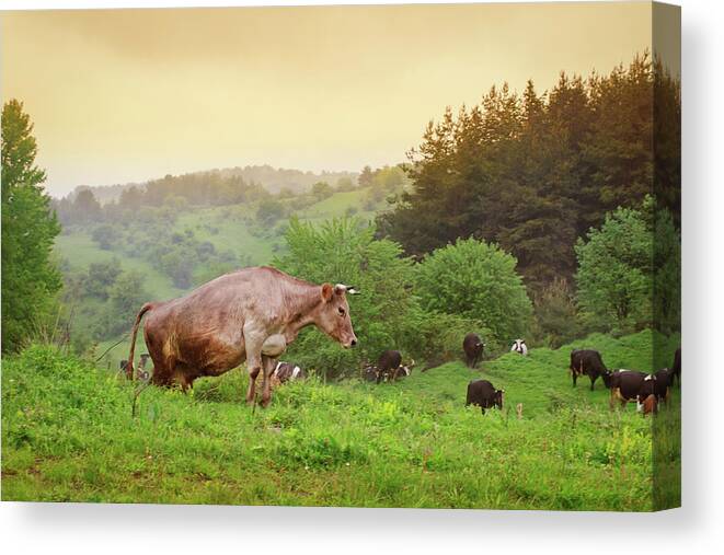 Bulgaria Canvas Print featuring the photograph Caw Climbing Up Hill by Anna Pekunova