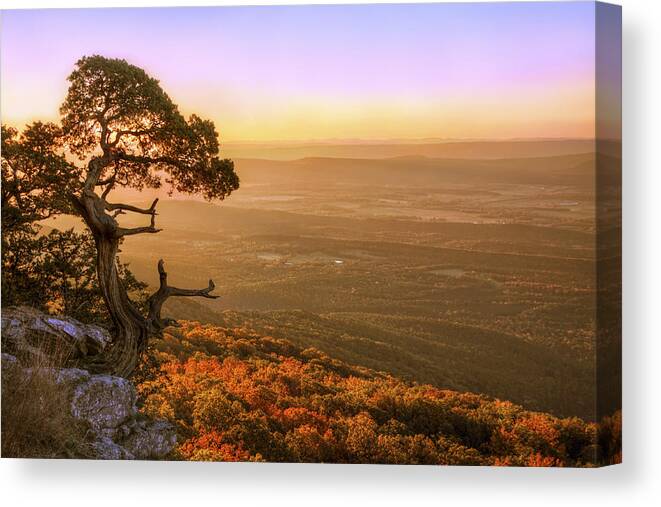 Mt. Magazine Canvas Print featuring the photograph Cedar Tree atop Mt. Magazine - Arkansas - Autumn by Jason Politte