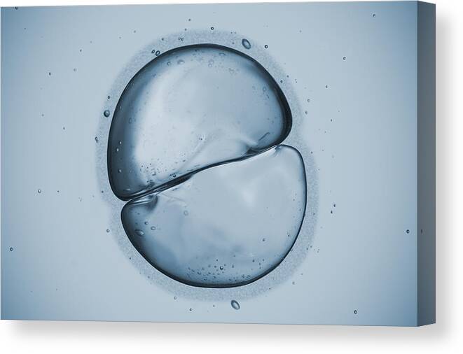 Stem Cell Canvas Print featuring the photograph Cell by Ugurhan