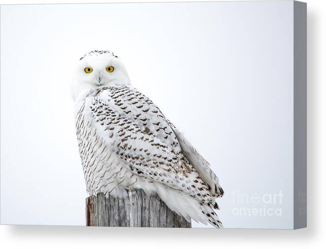 Field Canvas Print featuring the photograph Centered Snowy Owl by Cheryl Baxter