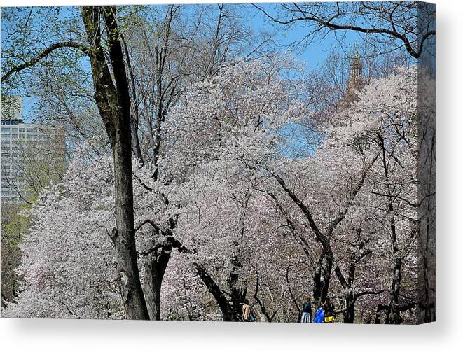 New York City Canvas Print featuring the photograph Central Park Spring by Steven Richman