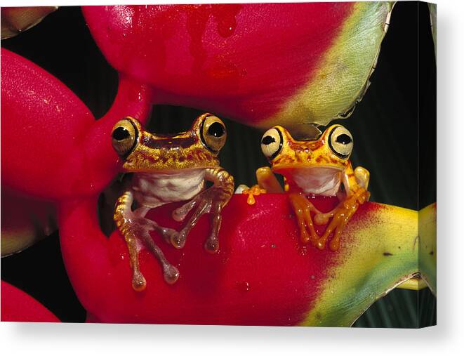 00216498 Canvas Print featuring the photograph Chachi Tree Frog Pair by Pete Oxford