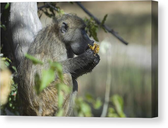 Botswana Canvas Print featuring the photograph Chacma baboon, eating a wild fruit, Moremi Game Reserve, Botswana by Franz Aberham