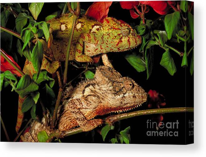Chameleon Canvas Print featuring the photograph Chameleons by Art Wolfe