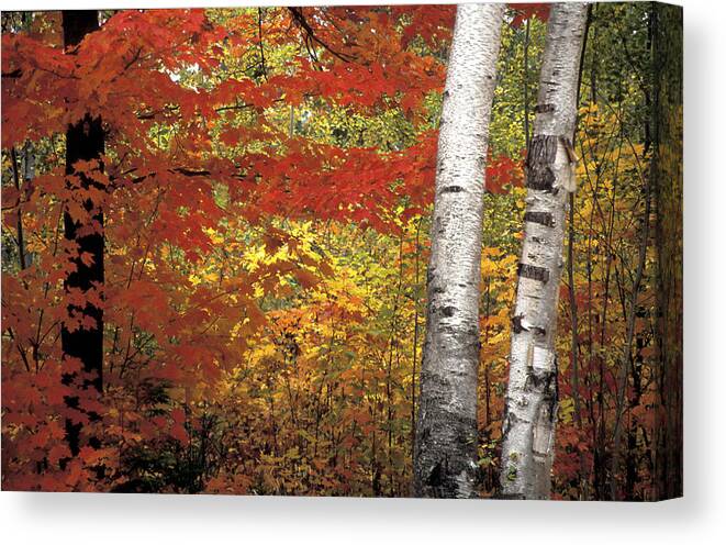 Autumn Canvas Print featuring the photograph Change of Season by Laura Tucker