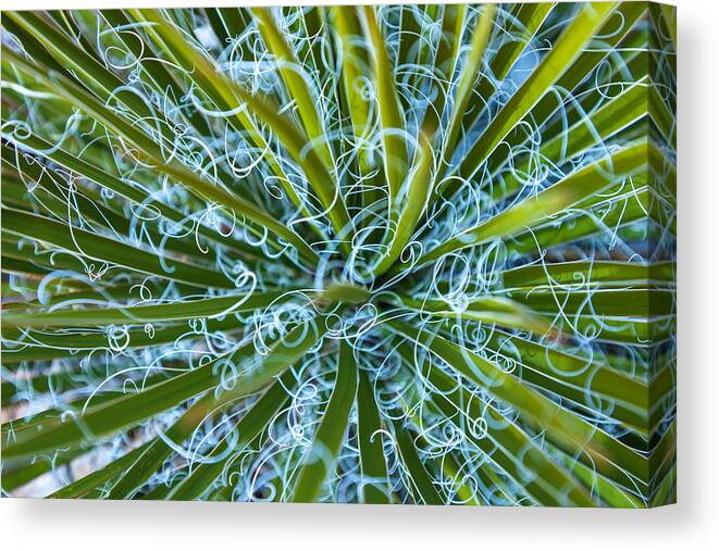 Nature Canvas Print featuring the photograph Chaos by Jonathan Nguyen