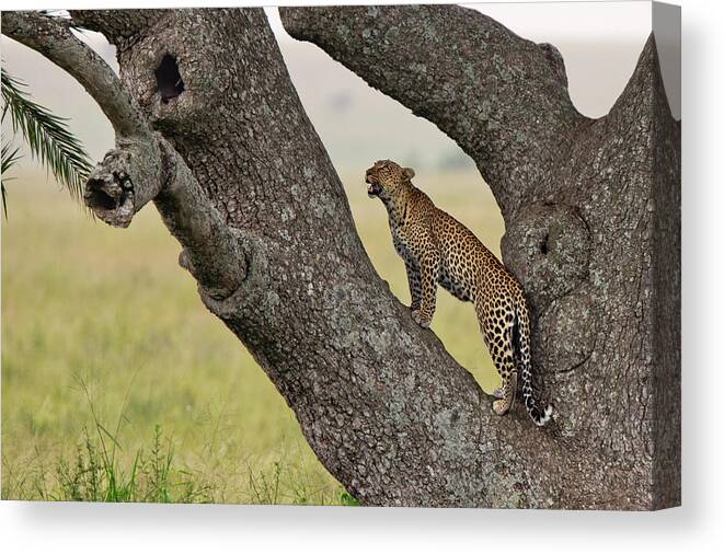 Grass Canvas Print featuring the photograph Checking The Tree by Thomas Retterath