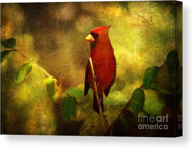 Cardinal Canvas Print featuring the digital art Cheery Red Cardinal by Lianne Schneider