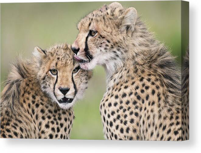 Feb0514 Canvas Print featuring the photograph Cheetah Cubs Grooming Kenya by Tui De Roy