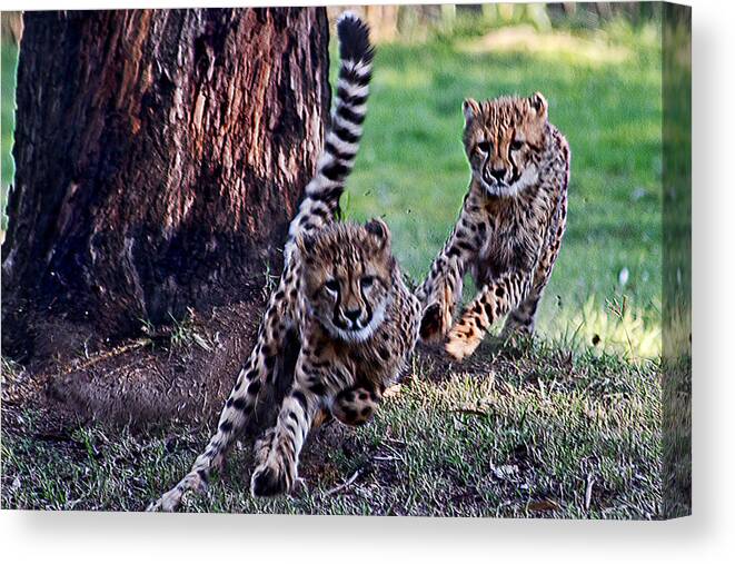 #cheetah Canvas Print featuring the photograph Cheetah Cubs by Miroslava Jurcik
