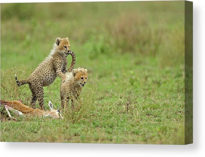 Grass Canvas Print featuring the photograph Cheetah Cubs On Kill by Aditya Singh