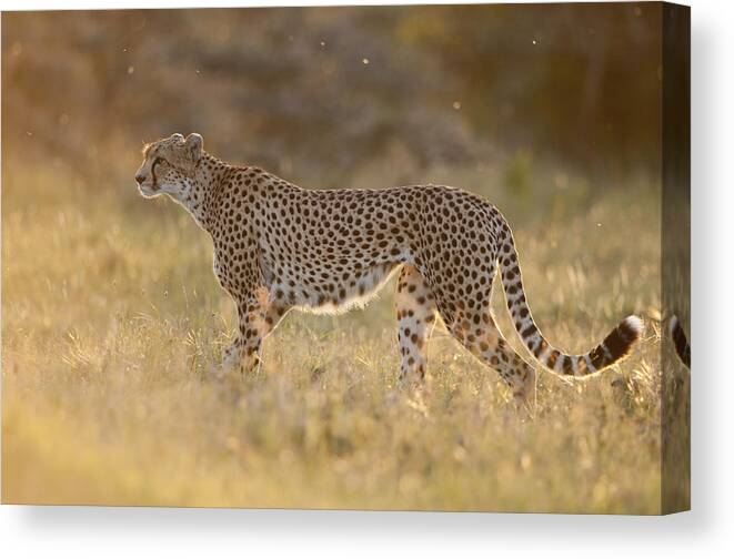 Feb0514 Canvas Print featuring the photograph Cheetah In Grassland Kenya by Tui De Roy