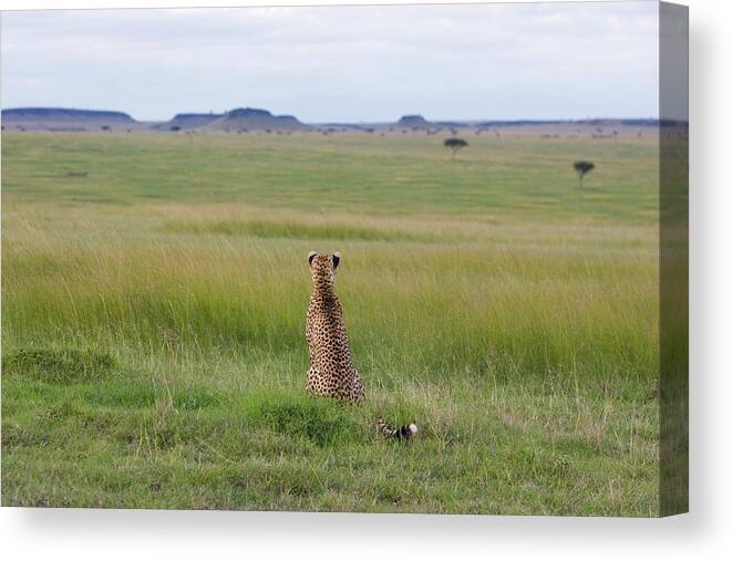 00761700 Canvas Print featuring the photograph Cheetah Looking Across the Savanna by Suzi Eszterhas