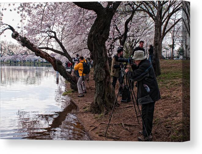 Cherry Trees Canvas Print featuring the photograph Cherry Blossom Delight by Dennis Kowalewski