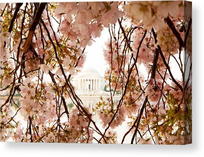 Cherry Canvas Print featuring the photograph Cherry Blossom Flowers in Washington DC by Good Focused