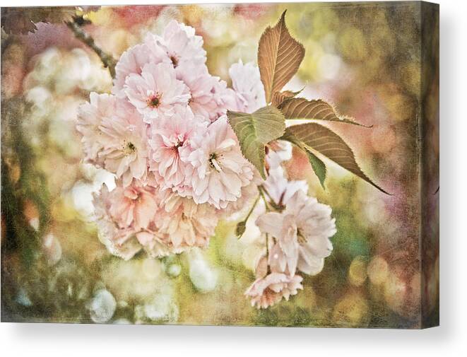 Loriental Canvas Print featuring the photograph Cherry Blossom by Loriental Photography