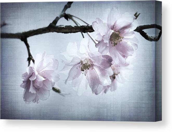 Cherry Canvas Print featuring the photograph Cherry Blossom Sweetness by Kathy Clark