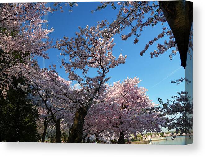 Architectural Canvas Print featuring the photograph Cherry Blossoms 2013 - 042 by Metro DC Photography