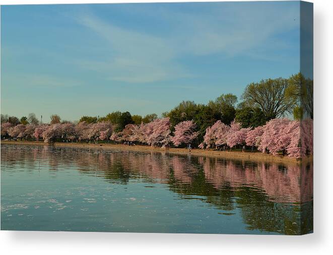 Architectural Canvas Print featuring the photograph Cherry Blossoms 2013 - 088 by Metro DC Photography