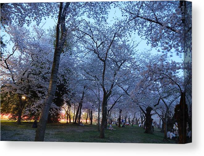 Architectural Canvas Print featuring the photograph Cherry Blossoms 2013 - 100 by Metro DC Photography