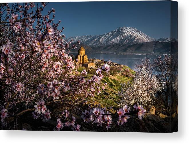 Scenics Canvas Print featuring the photograph Cherry Blossoms At The Armanian Church by Coolbiere Photograph