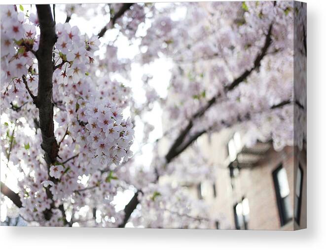 Bunch Canvas Print featuring the photograph Cherry Blossoms Blooming In Brooklyn, Ny by Photo By Jodi Mckee