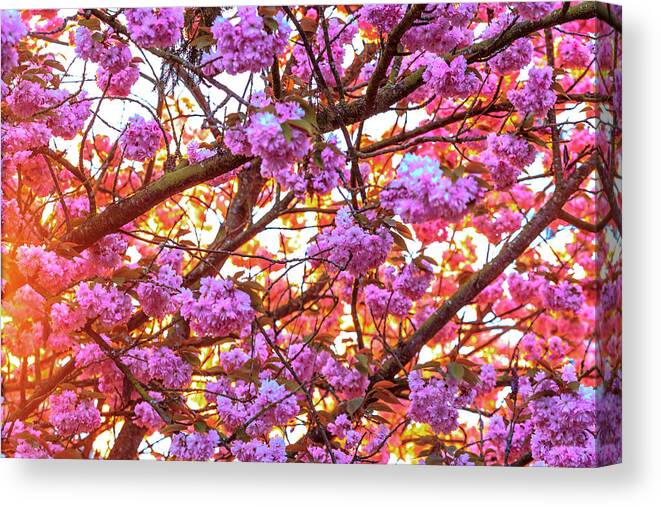 Background Canvas Print featuring the photograph Cherry Blossoms In Full Bloom At Mill by Stuart Westmorland
