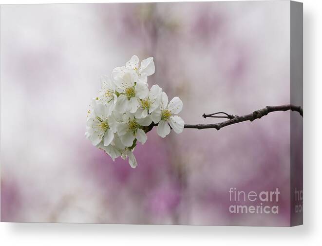 Cherry Blossoms Canvas Print featuring the photograph Cherry Blossoms - Out on a Limb by Robert E Alter Reflections of Infinity