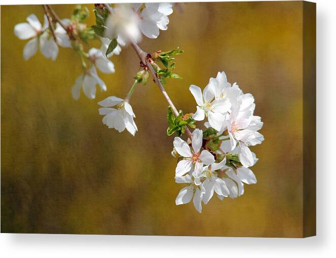 Cherry Blossoms Canvas Print featuring the photograph Cherry Blossoms by Trina Ansel