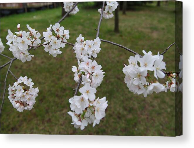 America Canvas Print featuring the photograph Cherry Blossoms - Washington DC - 0113116 by DC Photographer