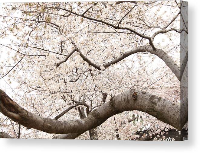 America Canvas Print featuring the photograph Cherry Blossoms - Washington DC - 0113121 by DC Photographer
