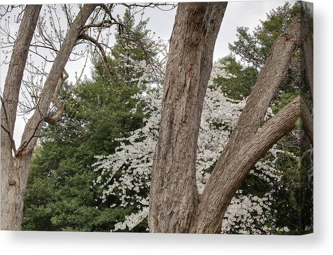 America Canvas Print featuring the photograph Cherry Blossoms - Washington DC - 011352 by DC Photographer