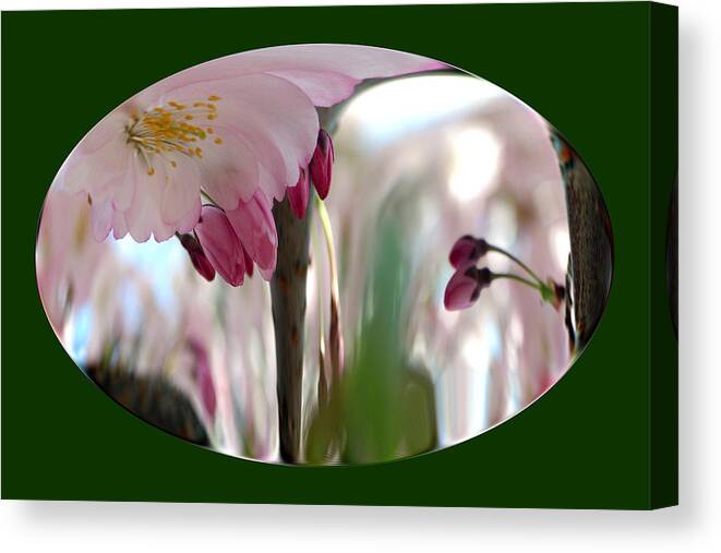 Flowers Canvas Print featuring the photograph Cherry Tree Blossom series 803 by Jim Baker