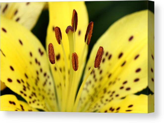 Chicago Botanical Gardens Canvas Print featuring the photograph Chicago Botanical Gardens - 86 by Ely Arsha