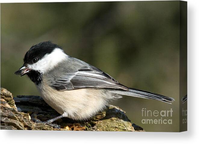 Tongue Canvas Print featuring the photograph Chickadee with prize by Cheryl Baxter