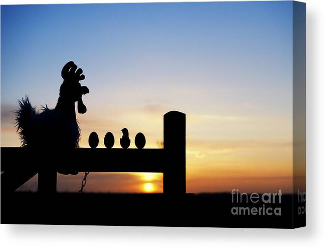 Chicken Canvas Print featuring the photograph Chicken or the Egg by Tim Gainey