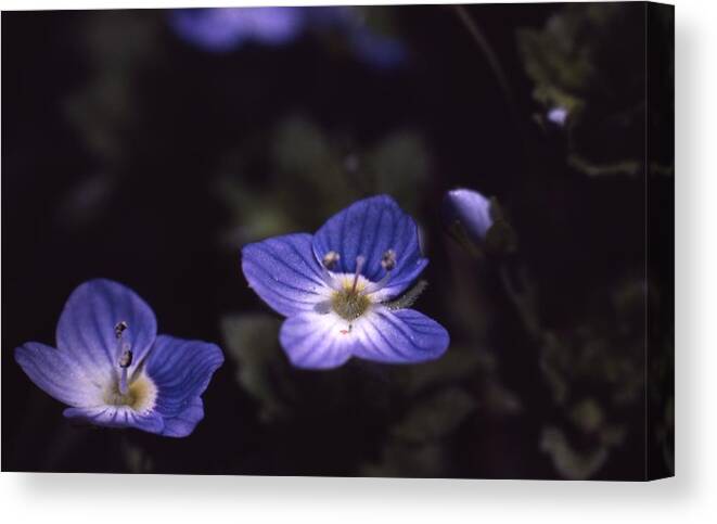 Retro Images Archive Canvas Print featuring the photograph Chickweed by Retro Images Archive
