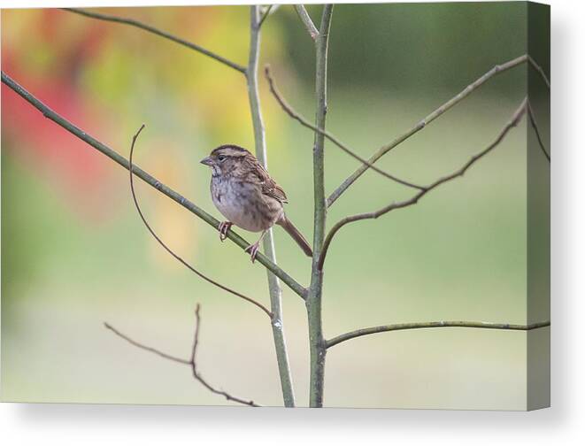 White Throated Sparrow Canvas Print featuring the photograph Chillin' by Cathy Kovarik