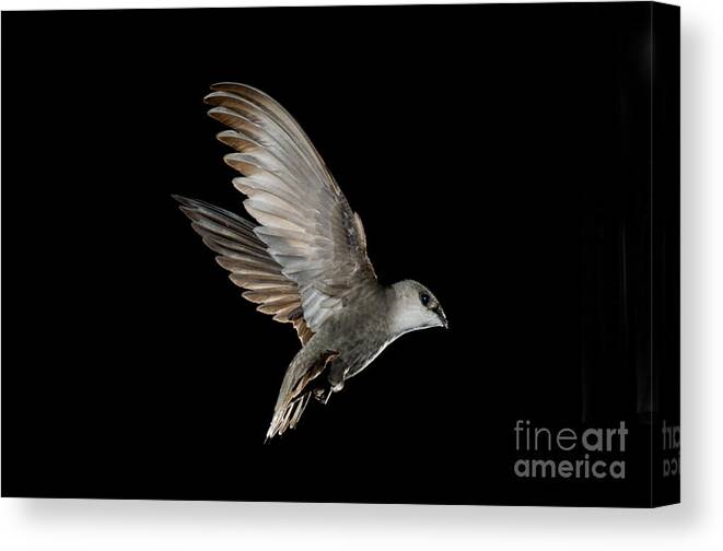 Chimney Swift Canvas Print featuring the photograph Chimney Swift by Anthony Mercieca