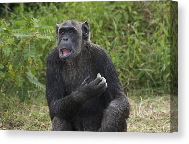 Feb0514 Canvas Print featuring the photograph Chimpanzee Lowering Lip Kenya by D. & E. Parer-Cook