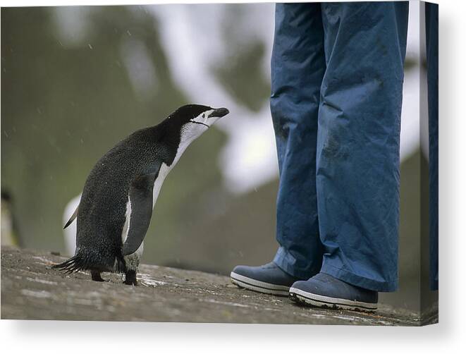 Feb0514 Canvas Print featuring the photograph Chinstrap Penguin Inspecting Tourist by Tui De Roy