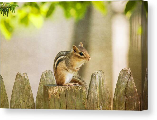 Chipmunk Canvas Print featuring the photograph Chip Monk by Cathy Kovarik