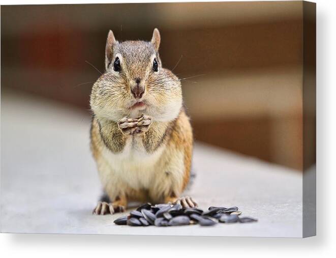 Chipmunk Canvas Print featuring the photograph Chipmunk with Full Cheeks by Peggy Collins