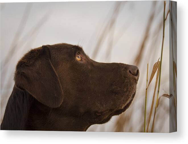 Chocolate Labrador Retriever Canvas Print featuring the photograph Chocolate Lab Watching the sky by Jean Noren